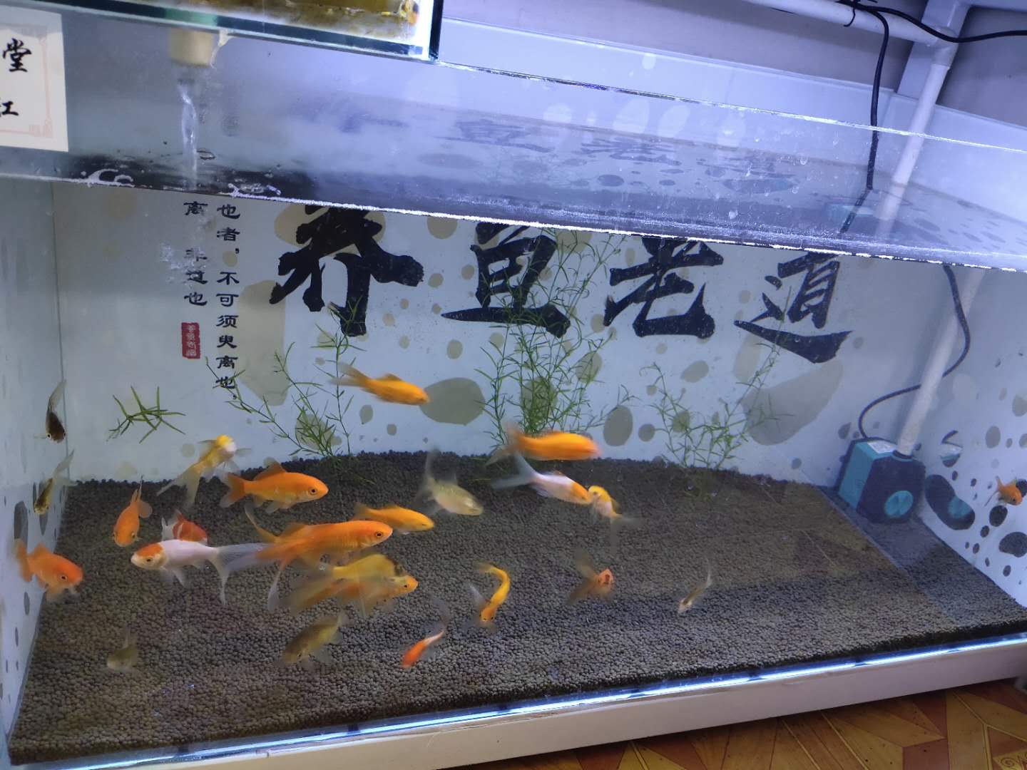 普通冷水观赏鱼的养殖方法,养冷水观赏鱼的技巧和方法