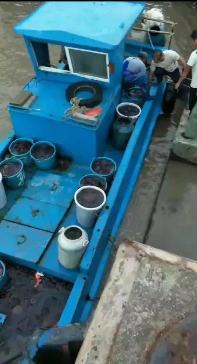 海蜇旺发！出海回来满满一船，一天收入2—3万元