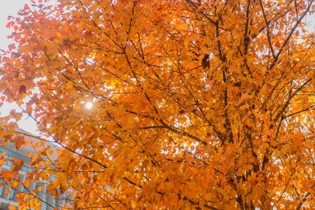 不输武大樱花，文华学院美“枫”了