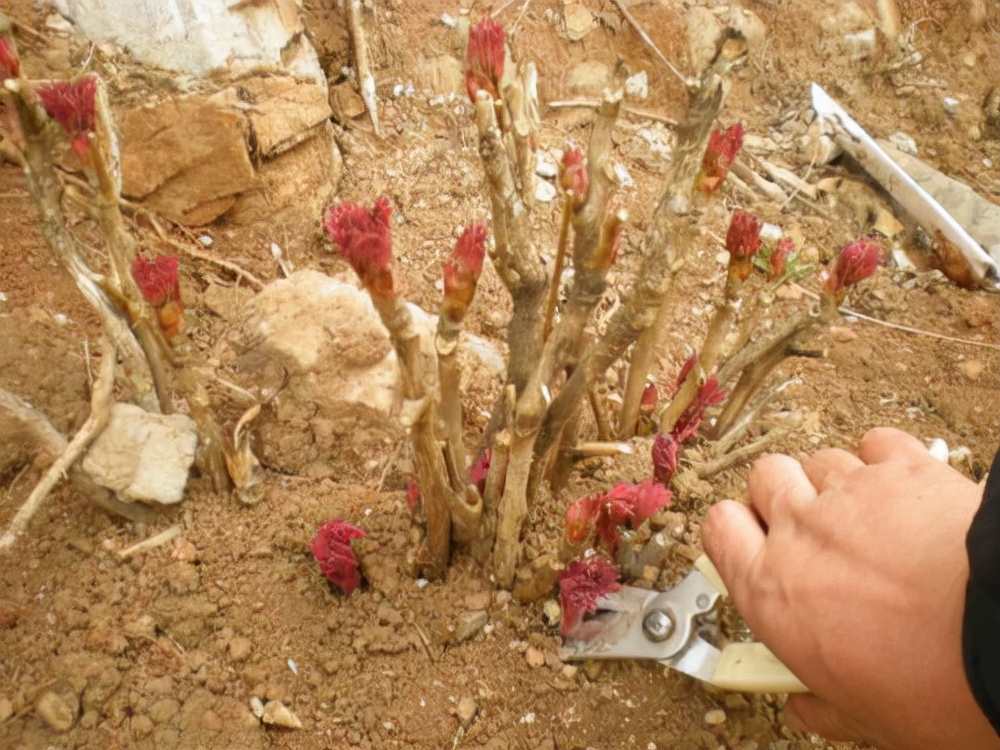 牡丹开花真好看,牡丹好看花不香