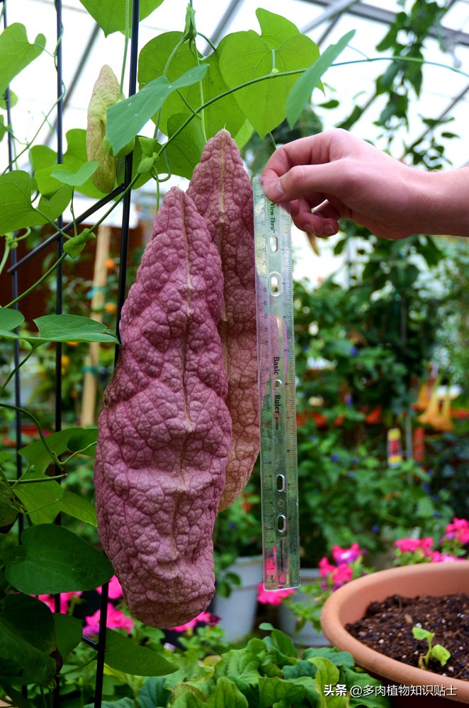 巨花马兜铃怎么繁育,巨花马兜铃图片大全