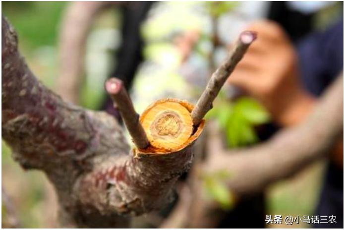 轻松掌握果树嫁接方法，让你也能成为嫁接高手