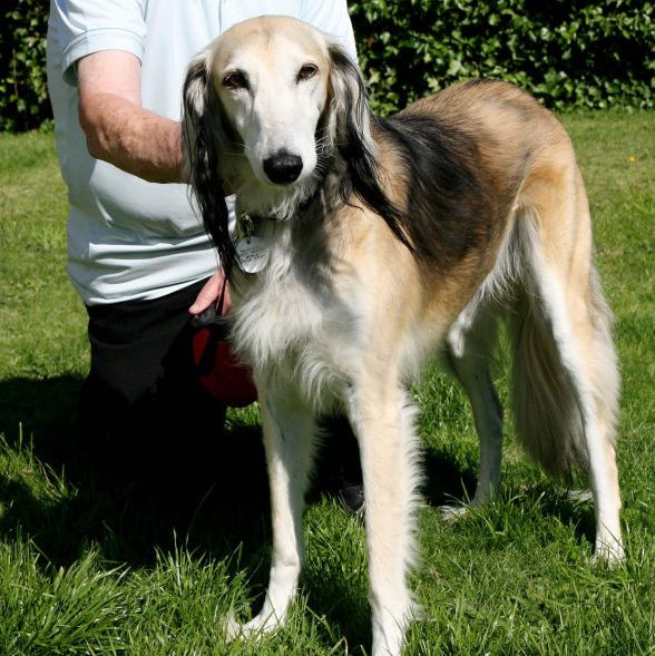 世界上最聪明的10种狗品种,世界上最罕见的十种狗品种