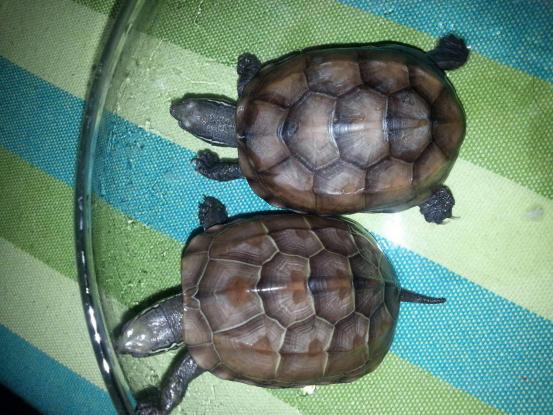 怎么养乌龟才能让乌龟活得更久,乌龟好养吗怎样正确的饲养乌龟