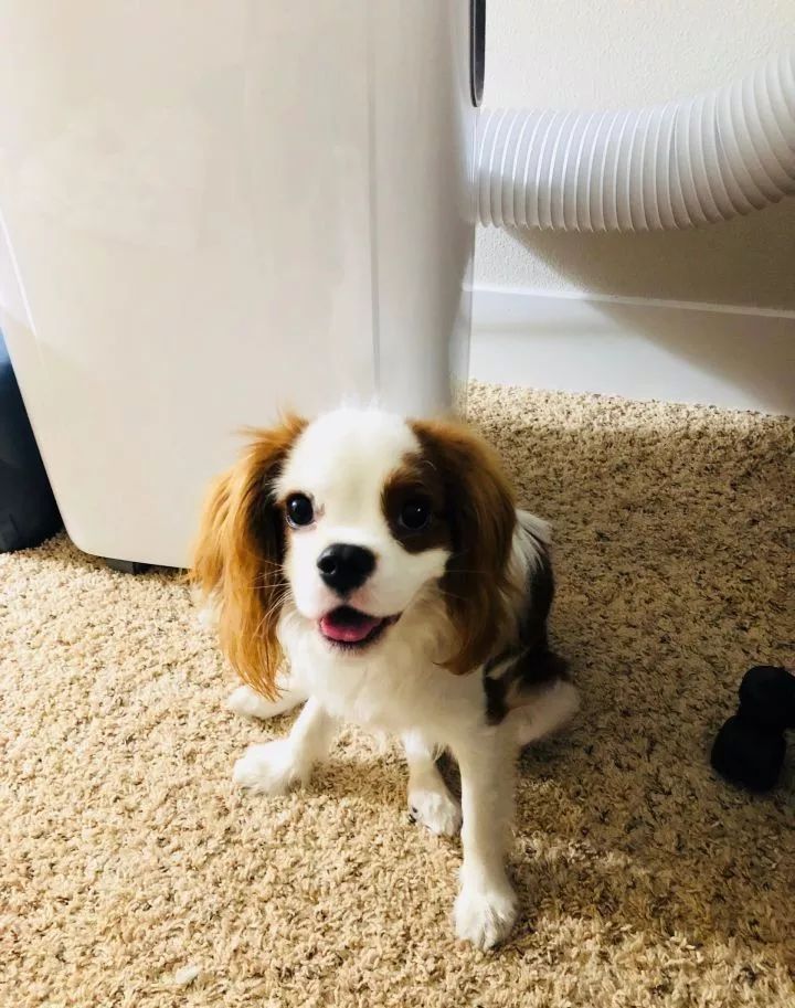 眼睛周围毛色一个白一个棕色，像船长一样