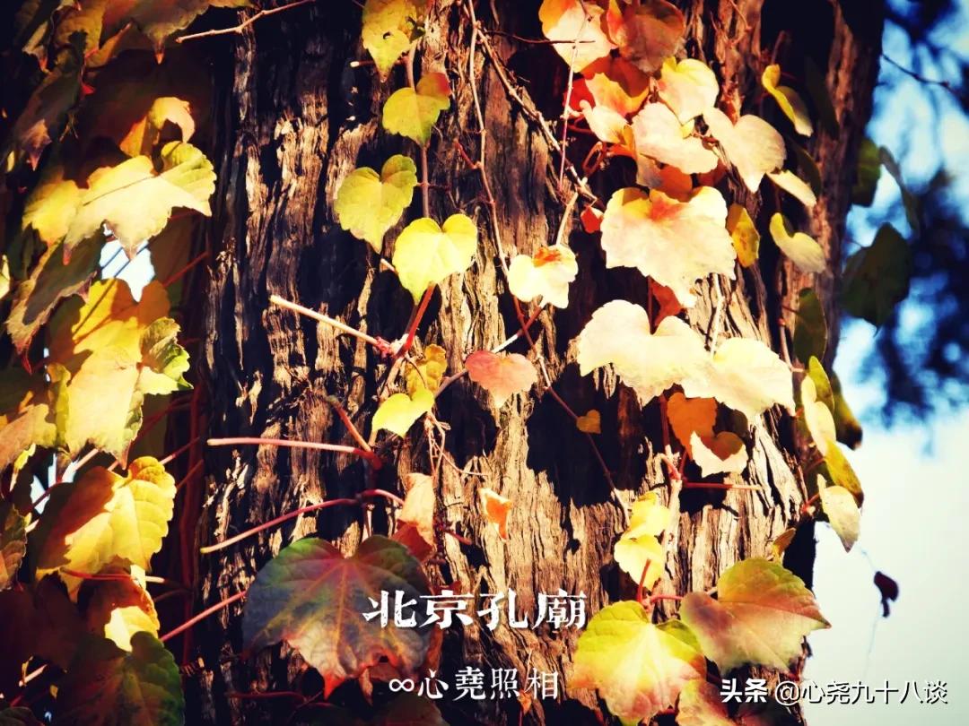 北京孔庙游览攻略,孔庙历经了700多年的历史文化积淀