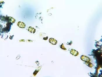 水产养殖业藻类的生命周期,水产养殖常见藻类植物