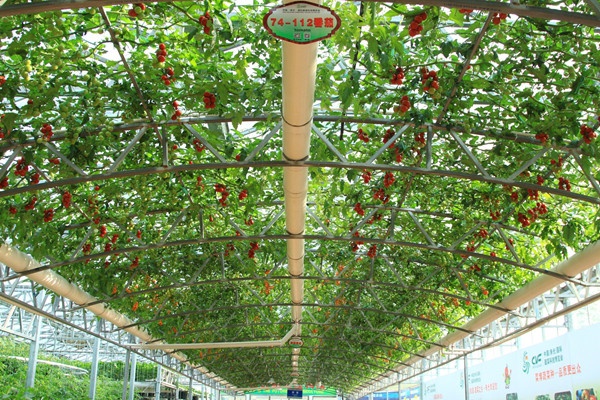 不了解这些，就不要做无土栽培了！