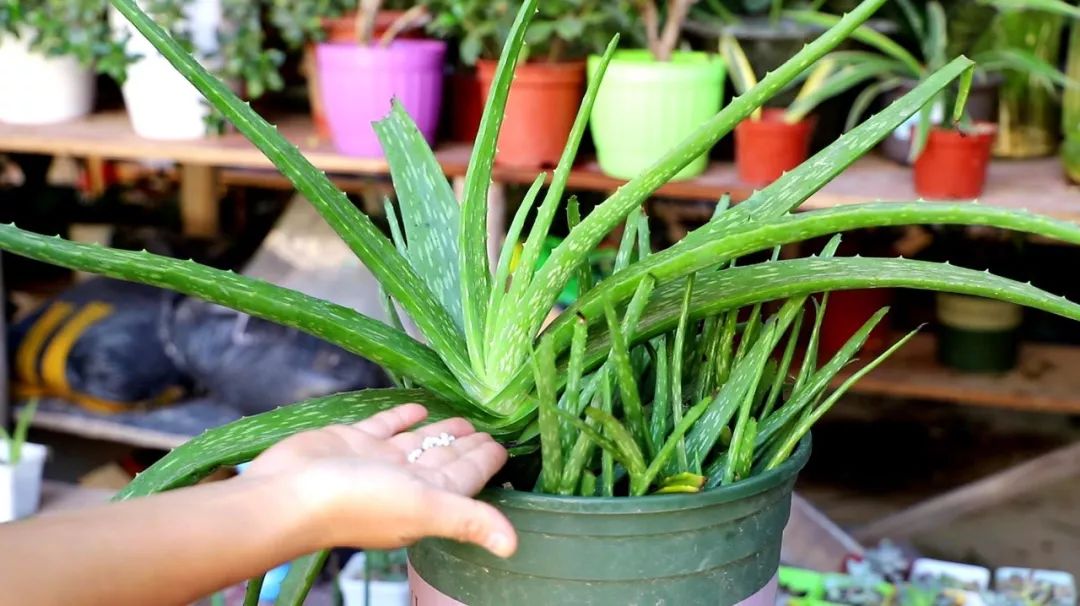 大盆适合种植芦荟,养好一盆芦荟其实很简单