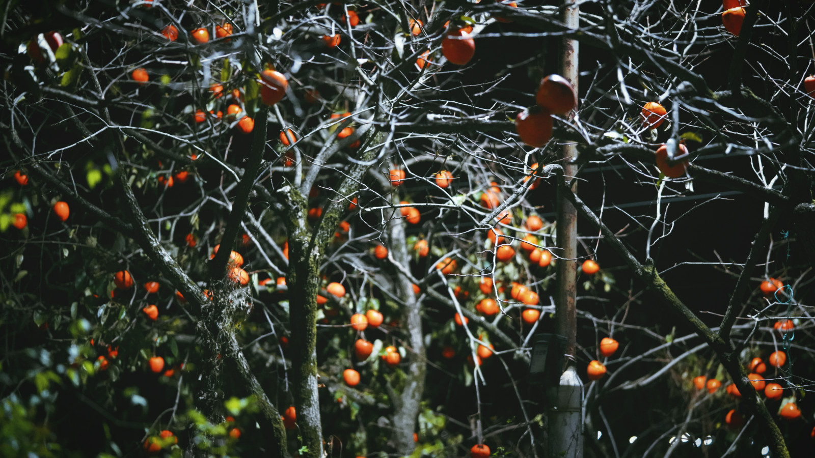 哇，人参随便挖！韩国还能这么玩