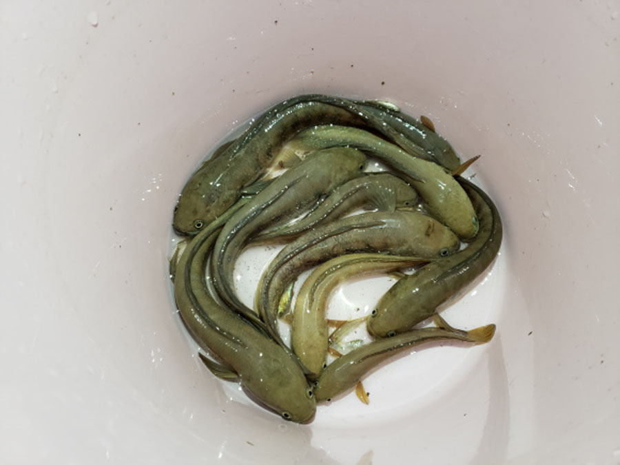 夜钓小河七星漂,夜钓小河沟用路亚