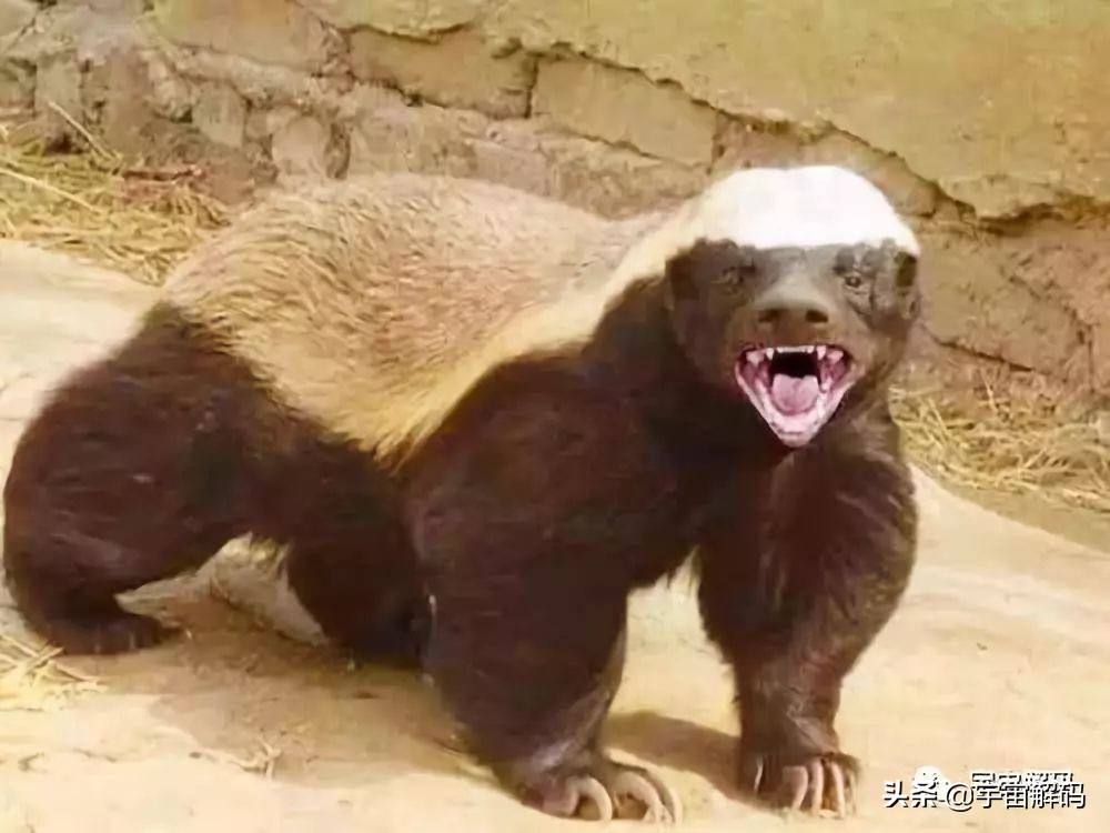 什么动物能单挑雄狮,在森林中唯一敢单挑狮子的动物