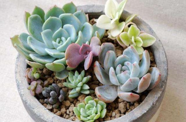 不会养宠物的新手要养什么,不会养栀子花教你6个方法