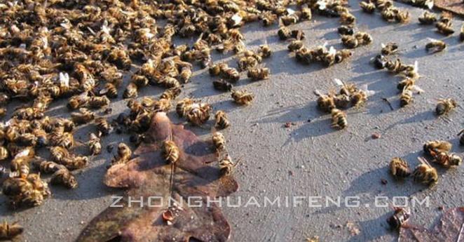 中毒的蜜蜂怎么补救,蜜蜂中毒最佳解毒方法