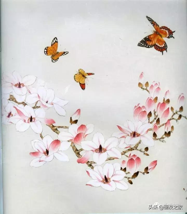 工笔玉兰的画法和染色,工笔玉兰花教学