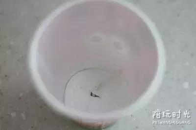 不起眼的纸杯竟然可以玩出这么多花样？！快和宝宝玩起来吧！