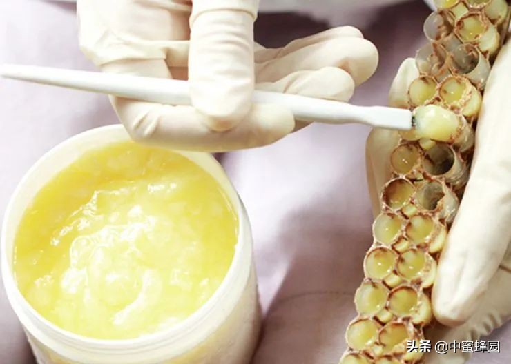 蜂王浆养生知识,科普蜂王浆的功效及临床试验研究
