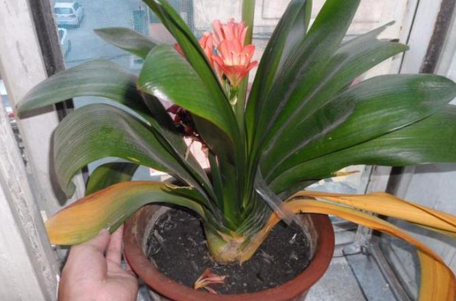 君子兰长出了侧芽怎么养护,君子兰怎么养护容易长侧芽