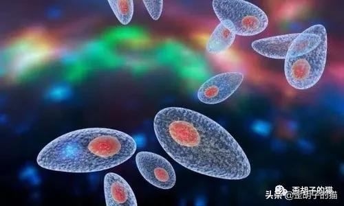 猫咪体外驱虫药哪个牌子好,驱虫最全的猫咪外驱