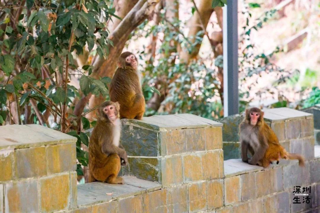 西丽富人区是真的吗,西丽富人区住宅