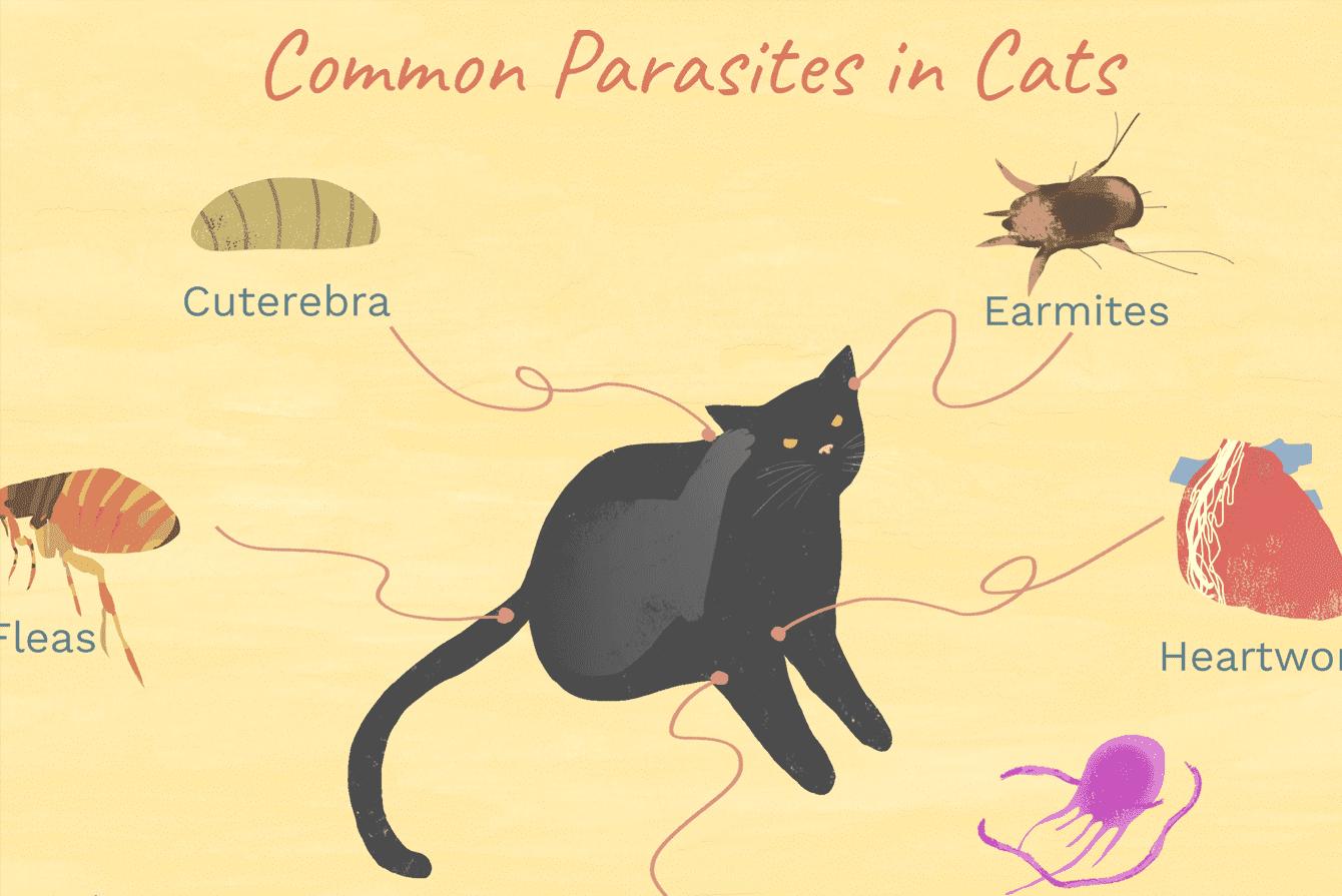 寄生虫操纵人类大脑,操纵意识的寄生虫