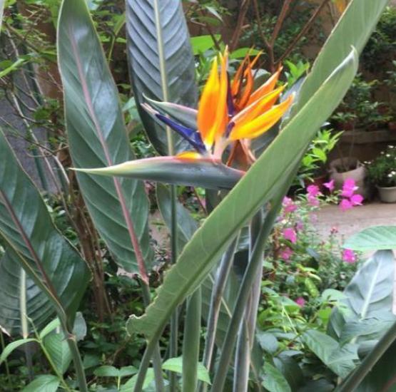 鹤望兰小盆栽怎么养,北方盆栽鹤望兰何时可以换盆