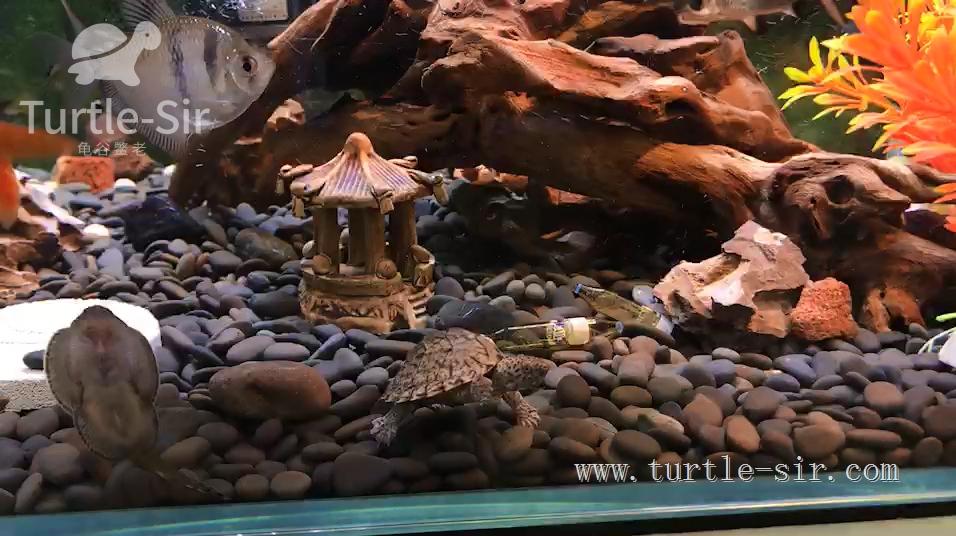 大龟缸养龟怎么保持水质清澈,裸缸养龟怎样才能让龟缸水质干净
