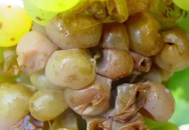 克瑞森葡萄常见病害,夏黑葡萄常见病害及防治