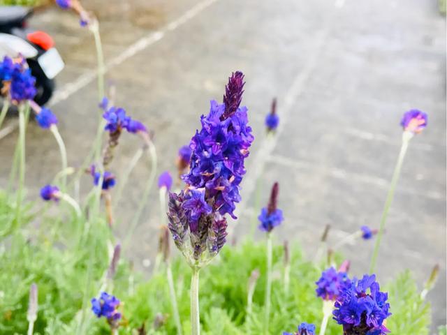 台湾环岛自驾地图高清大图,台湾自行车环岛游攻略