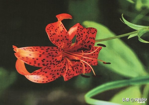 黑彩同速BrotherHL-L9310CDW彩色激光打印机评测