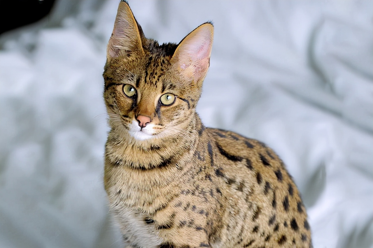 世界十大最贵宠物世界上最贵的宠物是什么