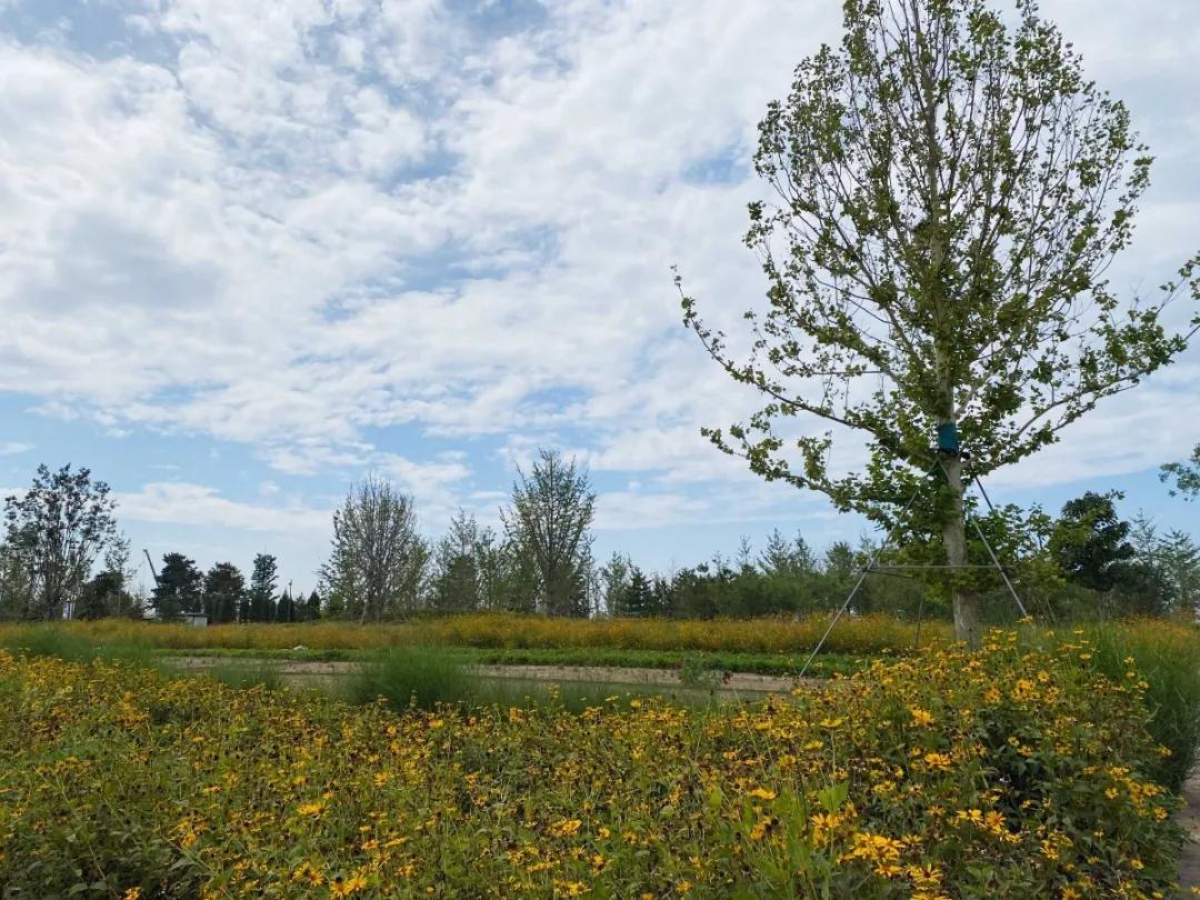 北京人少景美赏秋的公园,北京赏秋中山公园