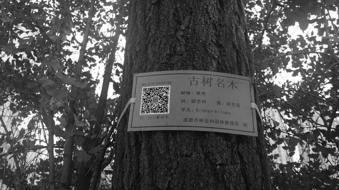 十年成城,攀成钢终迎「传奇收官」