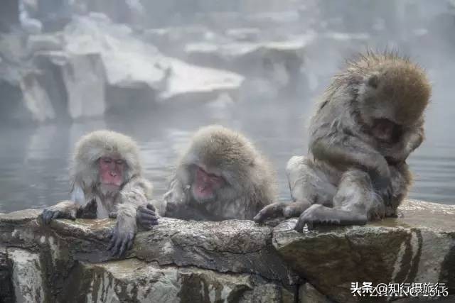 日本“神兽”不只有奈良鹿，日本网红动物主题旅行攻略