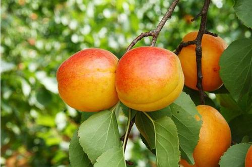 这6种水果蒸着吃止咳化痰又润肺,十大快速止咳的水果