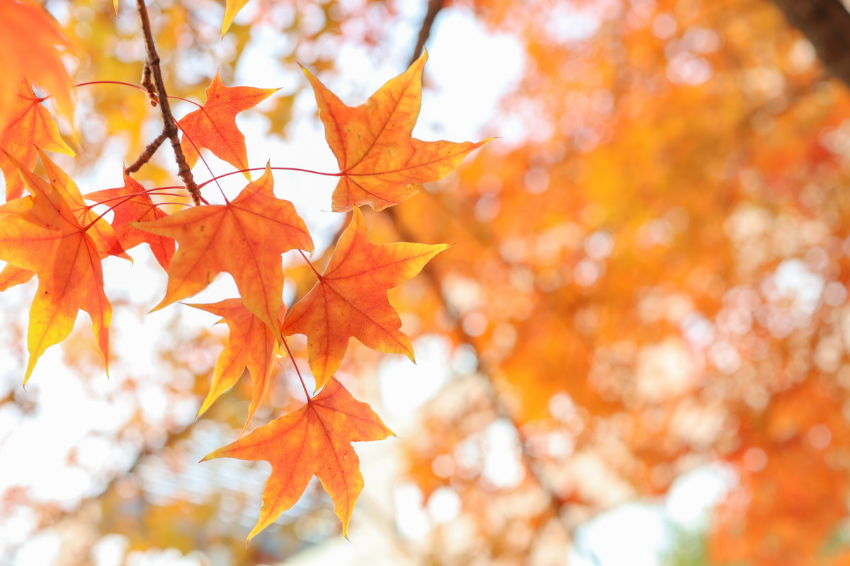 佳能eosm200测评,相机推荐入门佳能eosm200