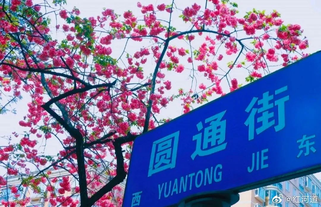 被大理丽江掩盖风头又怎样？它才是云南No.1！5月它太美了