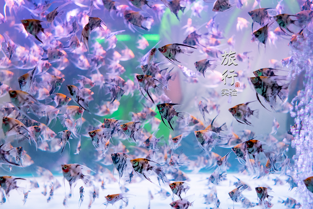 一周一次的宠物市场,天津适合带宠物去游玩的地方