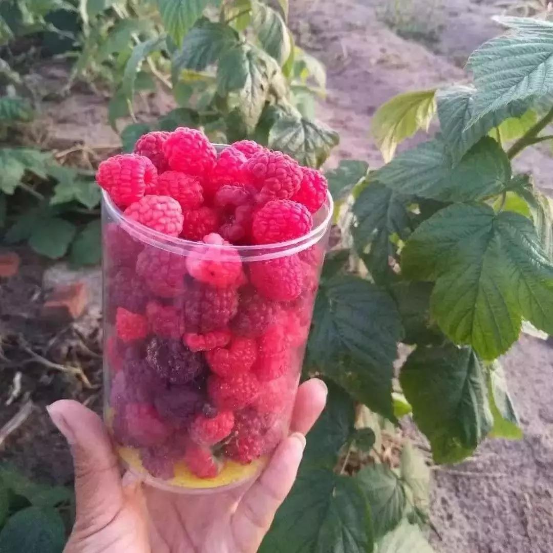 通辽开鲁有什么好的小吃,通辽市开鲁县果树