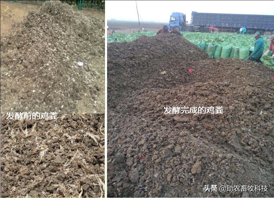 鸡鸭粪便自然发酵方法,湿鸡鸭粪怎样发酵有机肥