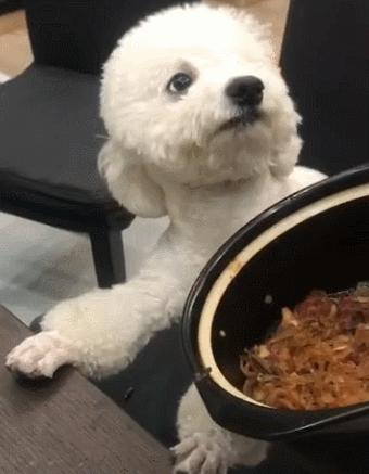 泰迪有点反常怎么回事,泰迪哪些动作说明生病