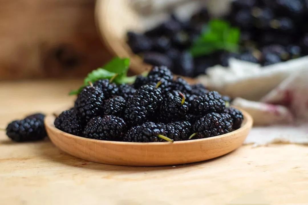 桑树全身都是宝具体有哪些作用,桑树身上的宝是什么