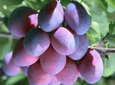 鍝噷鏈夋瀹楄タ姊呰嫍,瑗垮弻鐗堢撼娉曞叞瑗胯タ姊呰嫍