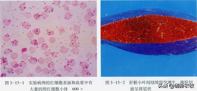猪附红细胞体病怎么预防,猪附红细胞体病最佳治疗