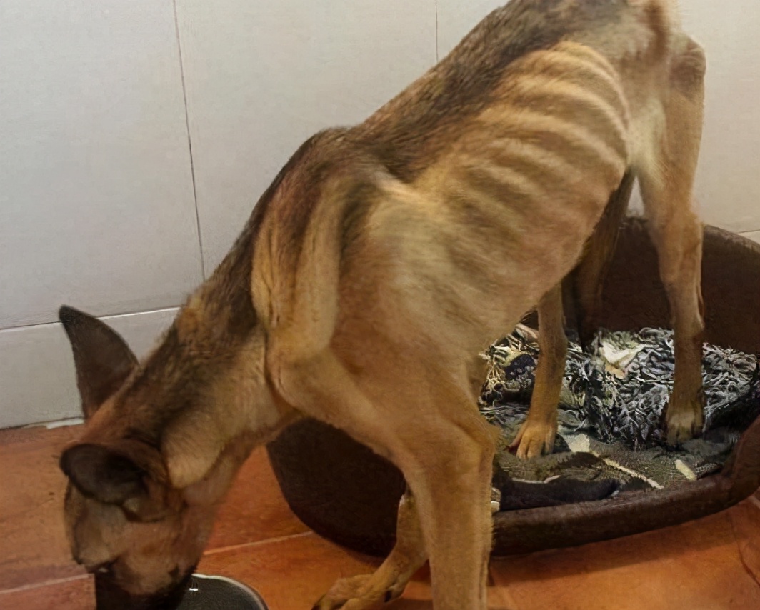 狗狗身体有虫哪几种表现,狗狗出现这六种症状