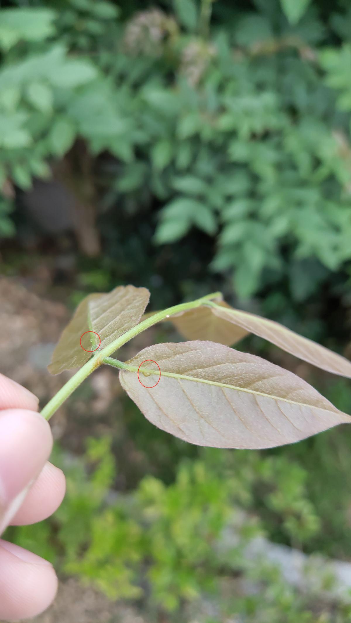 目前蜜蜂养殖中比较普遍的用法,什么蜜源蜜蜂最好养