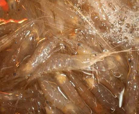 中国海鲜河鲜,市场河鲜海鲜种类大全