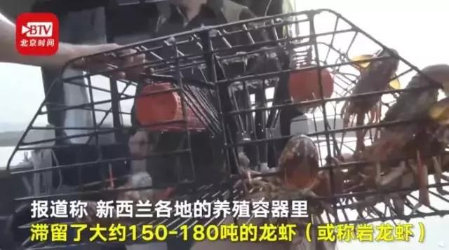 龙虾没人吃,龙虾不吃东西