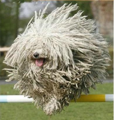 世界上一百种狗的图片,世界十种名贵狗