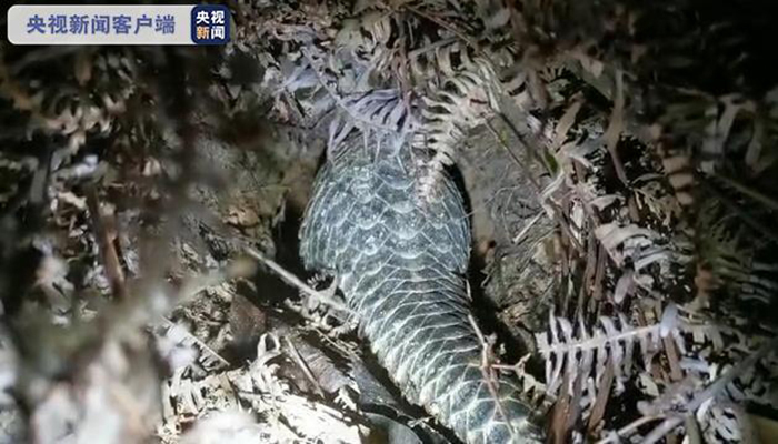 广东茂名首次发现野生中华穿山甲,手持设备记录中华穿山甲活动